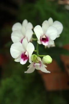white orchid that growth well in tropical climate