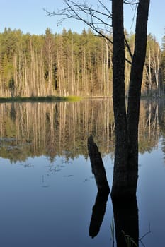 Landscape with lake and trees, an alder trunk in the foreground.