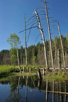 Landscape with lake and trees, the blue sky.