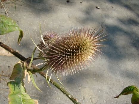 macro of a thistle taken late in the fall