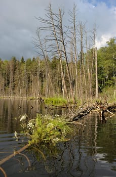 Landscape with lake and the trees, the flooded trunk.