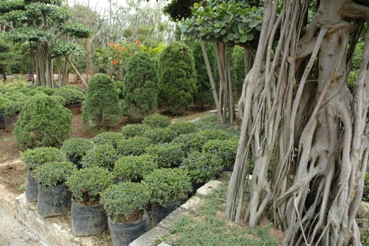 beautifull tropical garden with many flowers and green plant