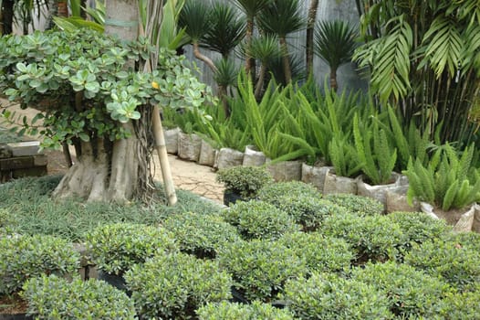 beautifull tropical garden with many flowers and green plant
