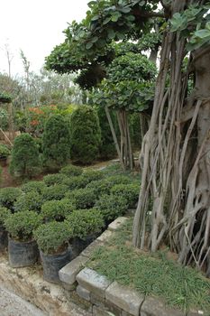 beautifull tropical garden with many flowers and green plant