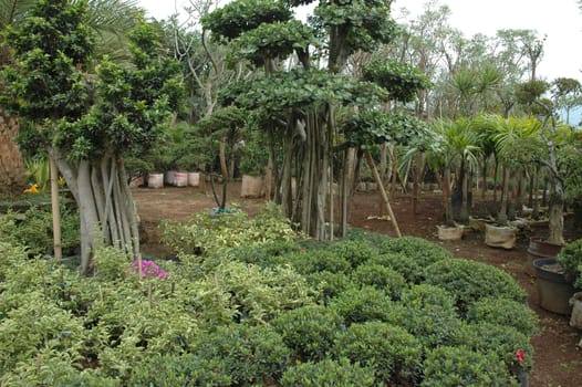 beautifull tropical garden with many flowers and green plant