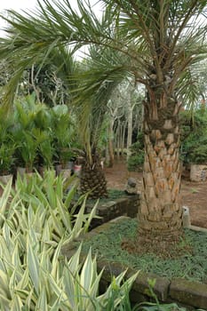 beautifull tropical garden with many flowers and green plant