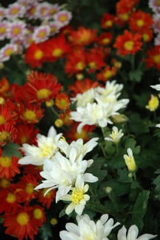 beautiful aster flower that growth well in tropical country