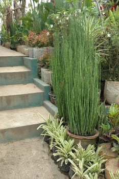 beautifull tropical garden with many flowers and green plant