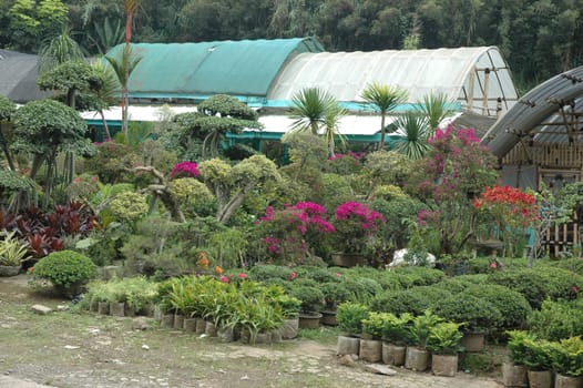 beautifull tropical garden with many flowers and green plant