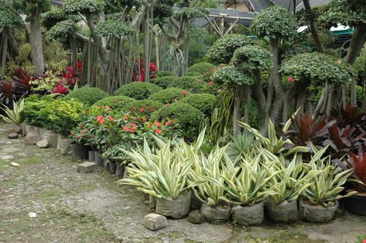 beautifull tropical garden with many flowers and green plant