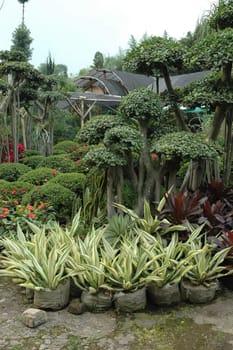 beautifull tropical garden with many flowers and green plant