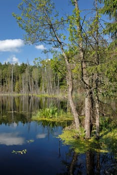 Landscape with lake and trees, the blue sky with clouds.