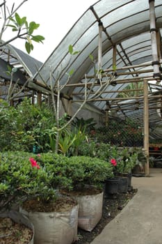 beautifull tropical garden with many flowers and green plant