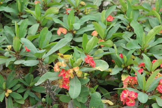 euphorbia flower that growth well in tropical climate