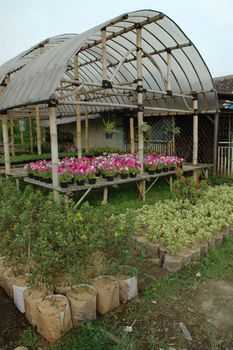 flower plantation with many flowers and green plant