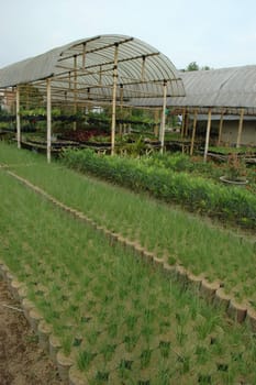 flower plantation with many flowers and green plant