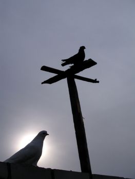 Two doves on the sunset