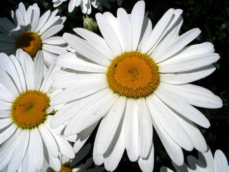 Camomiles close-up