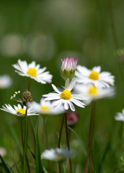 few camomiles on the summer field. Shallow DOF