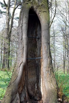 holy tree in park in Poland