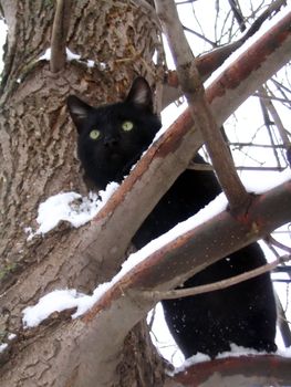 Cat sits on snow-clad tree