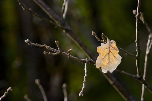 image of oak leaves in fall