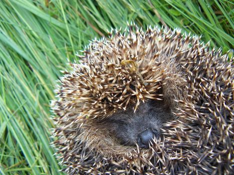 A sleeping hedgehog, lying on the green grass, showing his face.