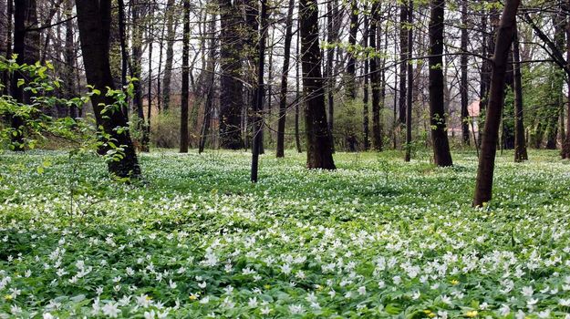 forest with white flowers in Poland
