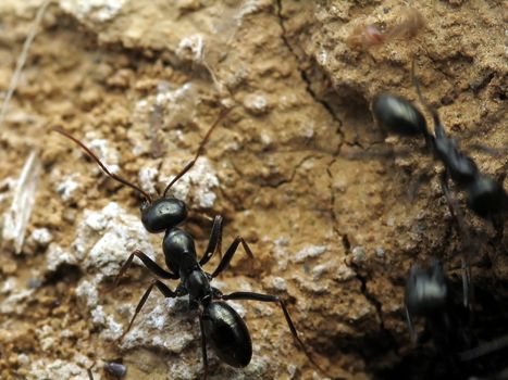 Black ant - macro view