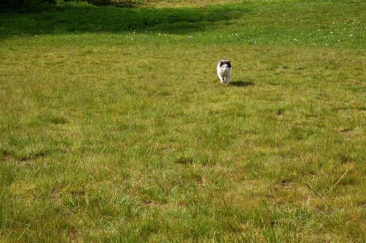 cat running on the green grass