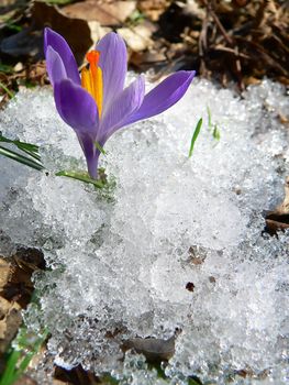 purple flower in the snow close up