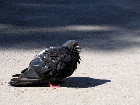 Dove on the street
