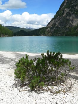 mountain lake with plant in italy