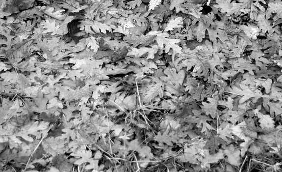 image of oak leaves in fall