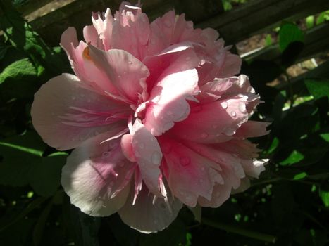 the sun is adding a few highlights to a peony blossom