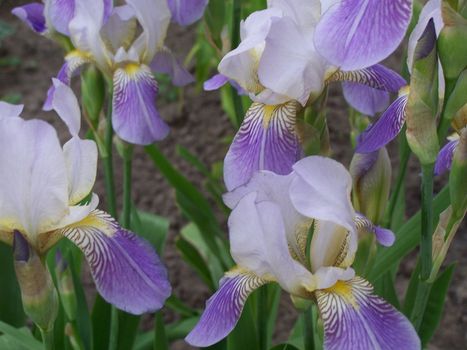 Close up of the pretty iris flowers.