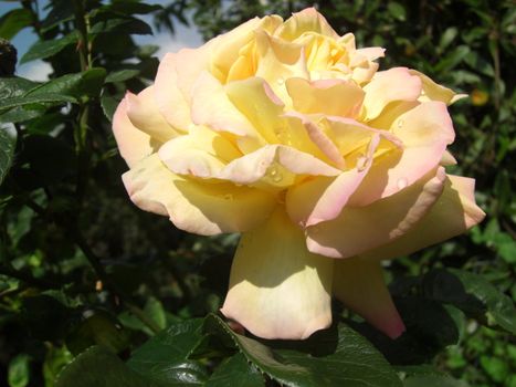 Rosa indica fragrans, outdoors.