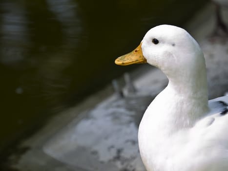 Portrait of a white duck sitting near a pond       