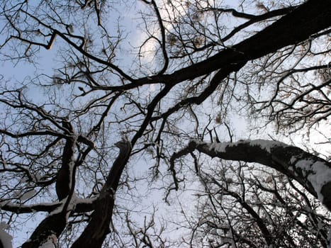 Looking up at trees covered with snow