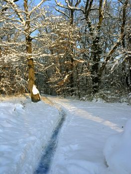 Path leading in forest lighted with sun