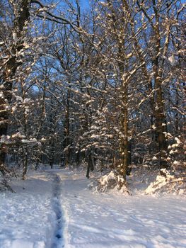 Path leading in forest lighted with sun