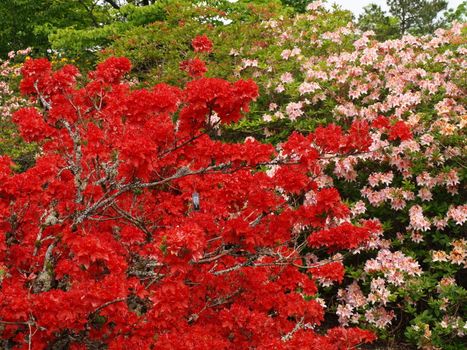 rhododendron plant