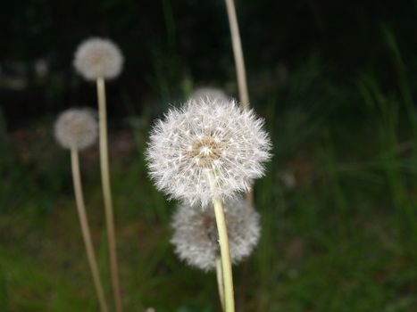 withered dandelion