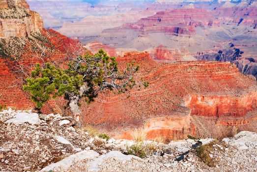 Evergreen tree perched on ridge inside the Grand Canyon