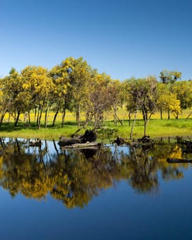 Almost perfect reflection of a treeline and clear blue sky in a lake