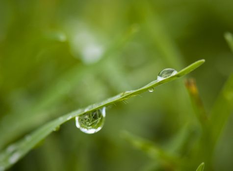 Closeup shot of a droplet hanging from a grass blade, with a clear reflection of other grass blaeds in the droplet