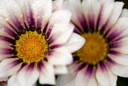 Two white and purple flowers, covered in droplets, with the left flower fully in focus