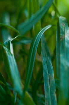 Closeup of dark green grass in the field