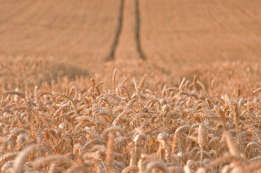 Golden wheat field with tracks in the background