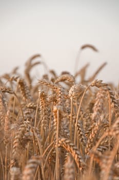 Closeup og wheat with a grey sky background
